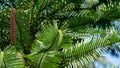 Close-up of wonderful leaves of Wollemi Pine - Ancient Wollemia nobilis tree in Aivazovsky park or Paradise park in Pertenit, Crim