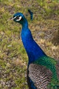 Close up of wonderful peacock head shot Royalty Free Stock Photo