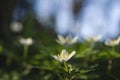 Close up of wood anemones white flower