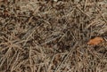 Close-up of wood ants. Multitude of red and black wood ants on forest floor Royalty Free Stock Photo