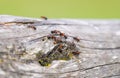 Close-up of wood ants on old wood. Insects in natural surroundings