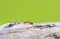 Close-up of wood ants on old wood. Insects in natural surroundings