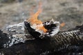 Close up of the wood burns on fire. Beautiful fire with flames charred wood