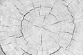 Close up wood cross section rings texture with cracked patterns of tree trunk nature white gray background Royalty Free Stock Photo