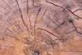 Close up wood cut tree trunk texture Royalty Free Stock Photo