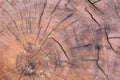 Close up wood cut tree trunk texture Royalty Free Stock Photo