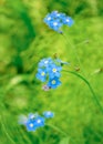 Close-up of the wood forget-me-not Myosotis sylvatica blue blossoms native to Europe. Widely cultivated throughout the temperate Royalty Free Stock Photo