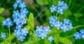 Close-up of the wood forget-me-not Myosotis sylvatica blue blossoms native to Europe. Widely cultivated throughout the temperate Royalty Free Stock Photo