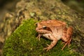 A close up of a Wood Frog