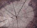 Close up wood grain of tree stump with cracks, natural wood logs texture