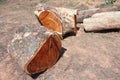 Wood log cut at ground Royalty Free Stock Photo