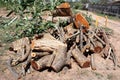 Wood log cut at ground Royalty Free Stock Photo