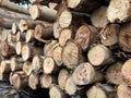 wood log texture background Royalty Free Stock Photo