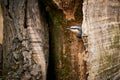 Eurasian Nuthatch Sitta europaea sitting on the tree trunk Royalty Free Stock Photo