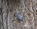 Close up wood Nuthatch or Eurasian nuthatch, Sitta europaea climbing at tree trunk and hiding sunflower seed in beak to Royalty Free Stock Photo