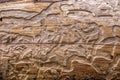 Close up of wood with patterns from insects