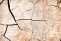 Wood texture cross section rings with line cracked seamless patterns of tree trunk natural background Royalty Free Stock Photo