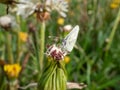 Close-up of the wood white butterfly (Leptidea sinapis juvernica) on a plant in summer. The butterfly with white wings Royalty Free Stock Photo