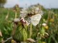 Close-up of the wood white butterfly (Leptidea sinapis juvernica) on a plant in summer. The butterfly with white wings Royalty Free Stock Photo