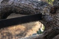 Close-up of woodcutter sawing chain saw in motion, bring down trees concept Royalty Free Stock Photo