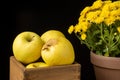 Close-up of wooden box with yellow apples and pot with yellow chrysanthemum, black background, Royalty Free Stock Photo