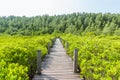 Close up of a wooden bridge of Ceriops Tagal with golden ceramics Tagus background in a mangrove forest