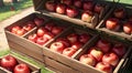 a close up of a wooden crate filled with red apples