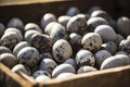 A close-up of a wooden crate filled with speckled quail eggs basked in soft sunlight, showcasing the natural patterns