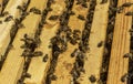 Close up of a wooden frame with a honeycomb filled with honey bees continuing to bring honey Royalty Free Stock Photo