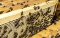 Close up of a wooden frame with a honeycomb filled with honey bees continuing to bring honey Royalty Free Stock Photo