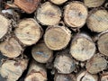 close - up of a wooden logs with a pile of firewood Royalty Free Stock Photo