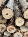 close - up of a wooden logs with a pile of firewood Royalty Free Stock Photo