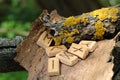 Close-up on wooden runic alphabet that lie on a dry bark from a tree. Near yellow moss. Runic Futhark in the element