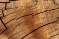 Close-up of wooden section of the trunk with annual rings. Background or texture. Slice wood of fruit tree