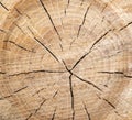 Close up of wooden stump Royalty Free Stock Photo
