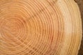 Close up of wooden texture of cut tree trunk Royalty Free Stock Photo