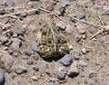 Close Up of a Woodhouse Toad