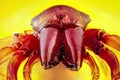 Close-up of a Woodlouse Hunter male spider