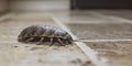 close-up of woodlouse on the kitchen floor.