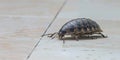 close-up of woodlouse on the kitchen floor.