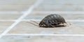 close-up of woodlouse on the kitchen floor.