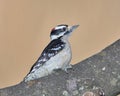 Close-up of a woodpecker on a tree limb