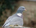 Close up of woodpigeon in garden