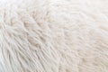 Close up wool texture and pattern background. Royalty Free Stock Photo