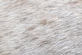 Close-up wool of white spotted horse background. Short thick cover on the body of the animal
