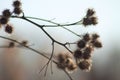 Closeup of woolly burdock autumnal maroon seeds and blurred background