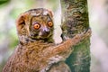 Close up of Woolly Lemur clinging to tree