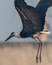 A Close up of Woolly necked stork Royalty Free Stock Photo