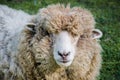 Close up of woolly sheep Royalty Free Stock Photo