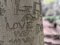 A close up of Words and love carved into the bark of a tree trunk